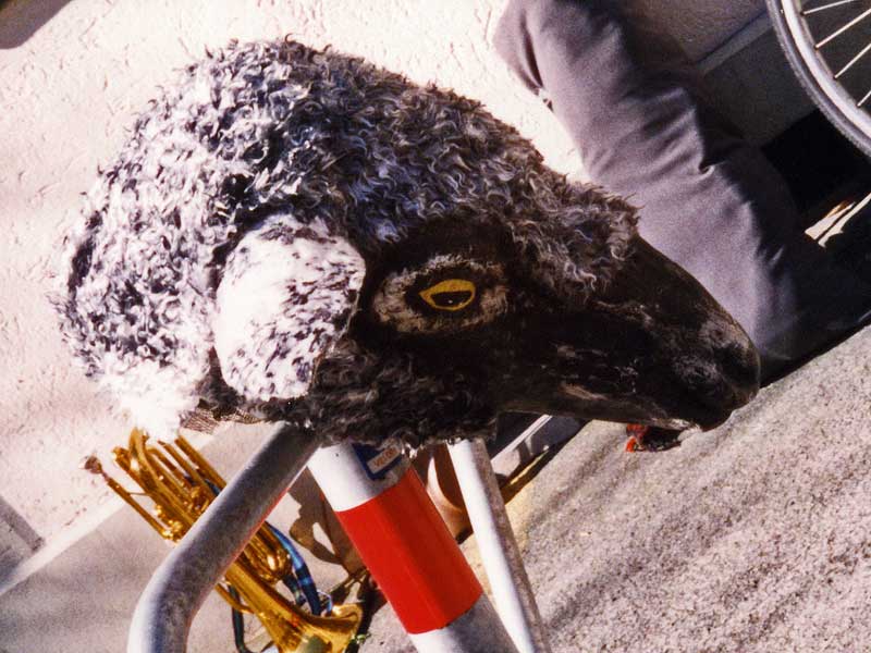 schaaf 8