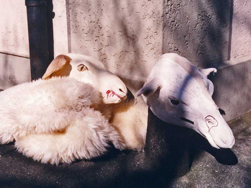 schaaf 12